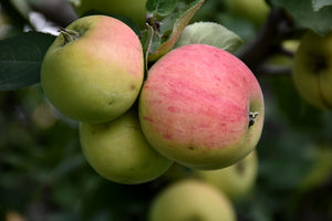 Norland Apple fruit