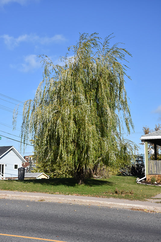 Prairie Cascade Weeping Willow