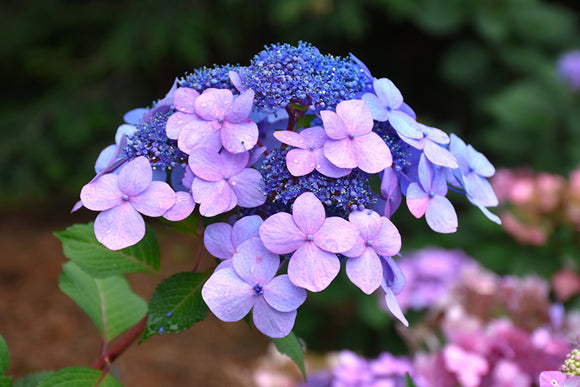 Twist-n-Shout® Hydrangea flowers