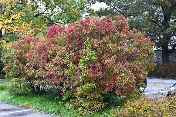 Autumn Jazz Viburnum in fall