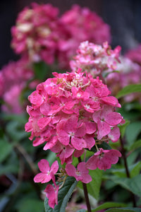 Fire Light&reg; Hydrangea (tree form) foliage