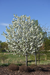 Dolgo Apple in bloom