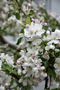 Chestnut Crab Apple flowers