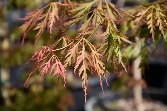 Ice Dragon™ Maple foliage