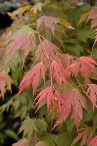 North Wind&reg; Japanese Maple foliage