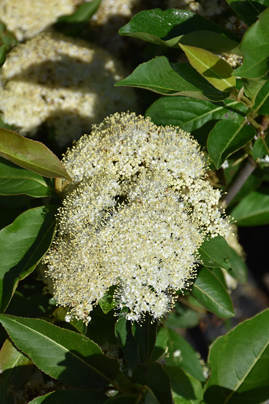 Lil' Ditty® Witherod Viburnum flowers