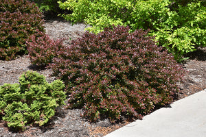 Concorde Japanese Barberry