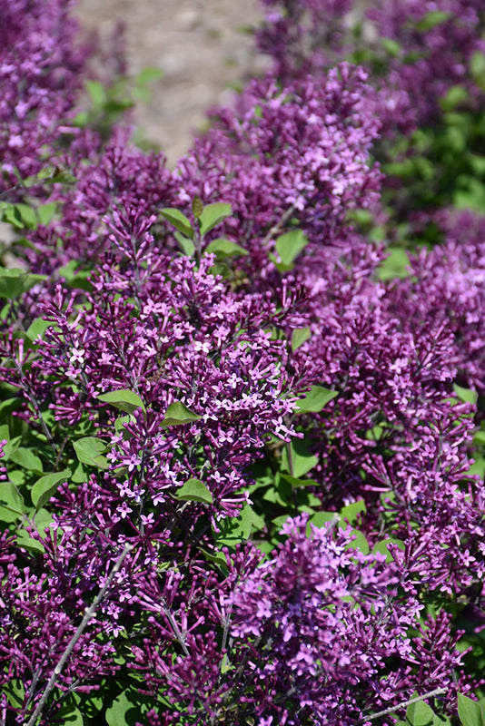 Bloomerang® Dark Purple Lilac flowers