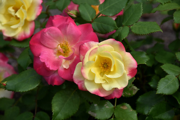 Campfire Rose flowers