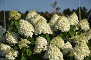 Limelight Hydrangea flowers