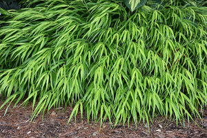 All Gold Hakone Grass foliage