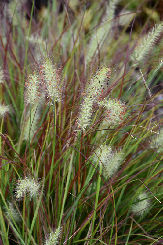 Burgundy Bunny Dwarf Fountain Grass flowers