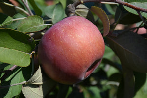 SnowSweet&reg; Apple fruit