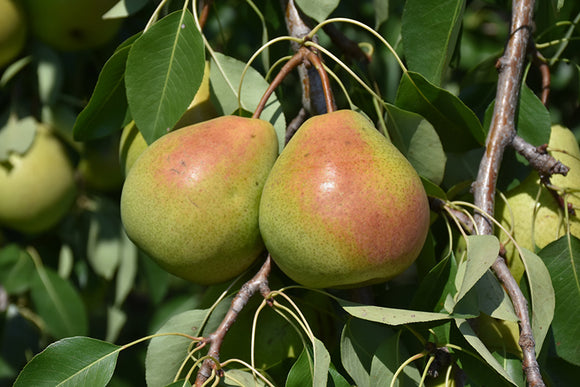 Parker Pear fruit