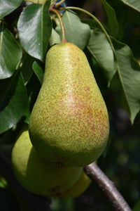 Patten Pear fruit