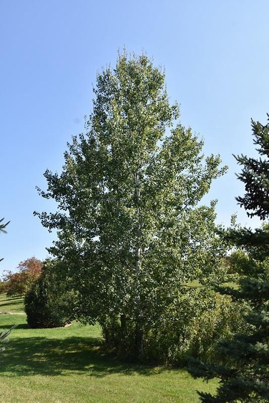 Trembling Aspen