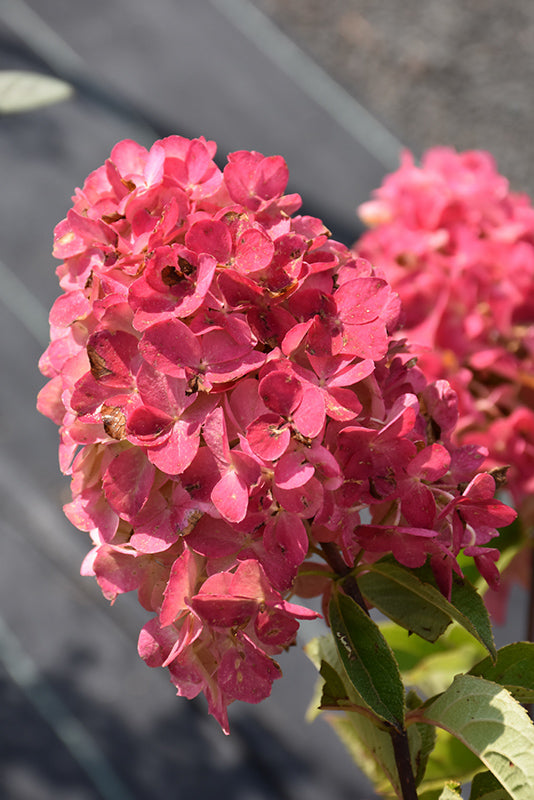 Fire Light® Hydrangea flowers