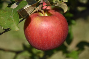 Freedom Apple fruit