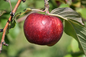 Frostbite&trade; Apple fruit