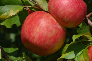 Haralson Apple fruit