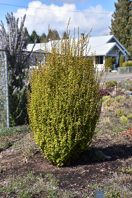 Golden Rocket Japanese Barberry