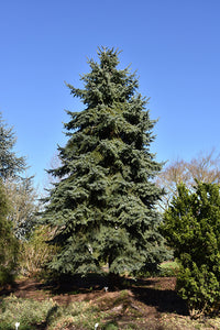 Engelmann Spruce