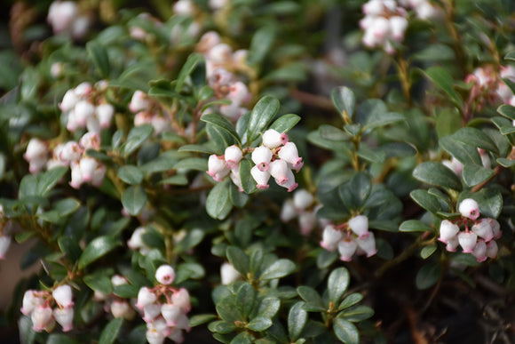 Massachusetts Bearberry flowers