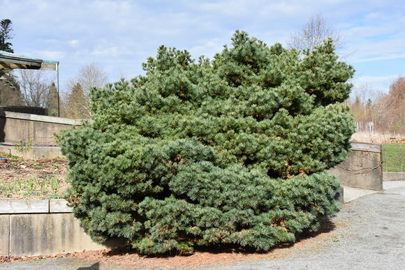 Blue Shag White Pine