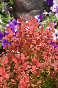 Orange Rocket Japanese Barberry foliage