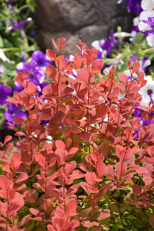 Orange Rocket Japanese Barberry foliage