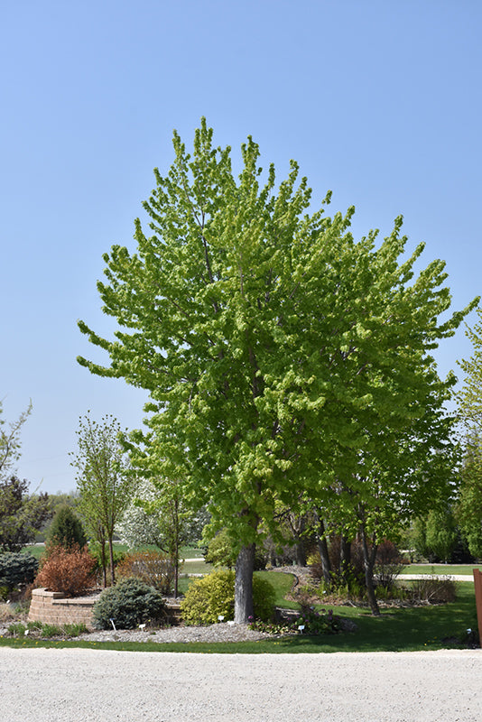 Silver Cloud Silver Maple