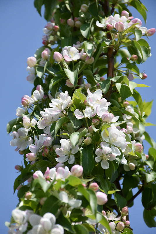 Green Wall® Flowering Crab flowers