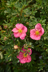 Bella Bellissima&trade; Potentilla flowers