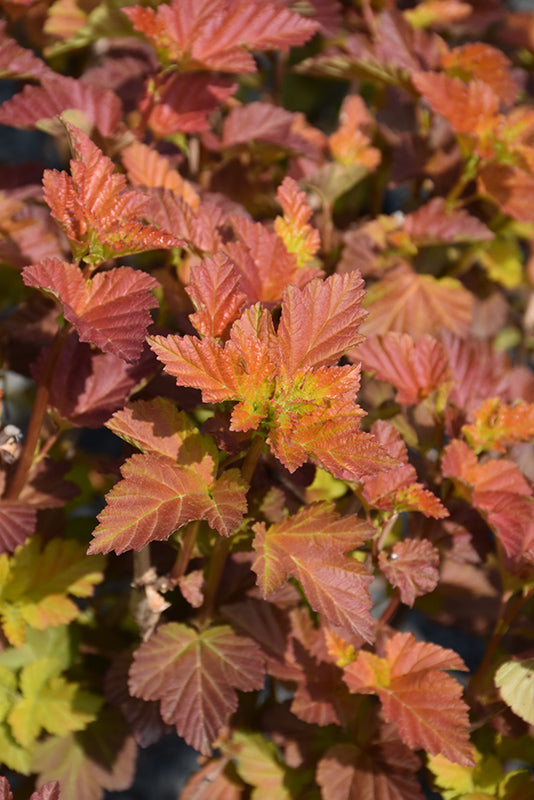 Amber Jubilee™ Ninebark foliage