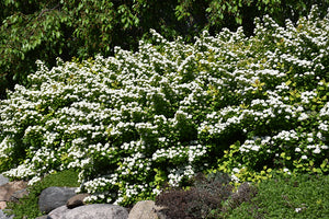 Glow Girl&reg; Birch Leaf Spirea in bloom