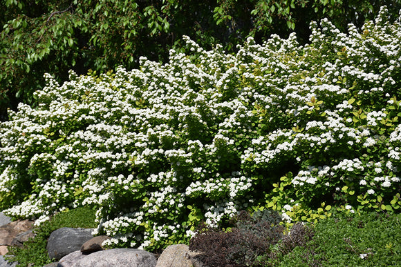 Glow Girl® Birch Leaf Spirea in bloom