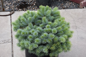 Christina Miniature Blue Spruce