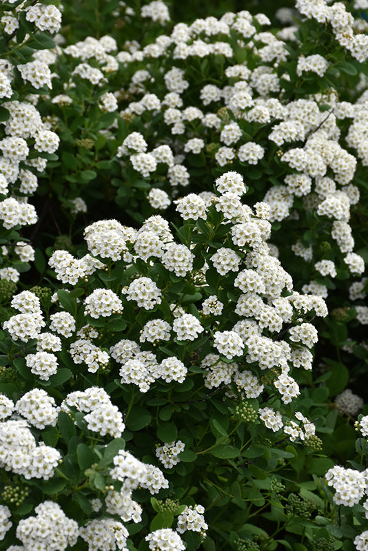 Tor Spirea flowers