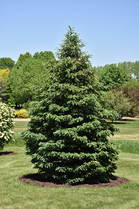 Black Hills Spruce