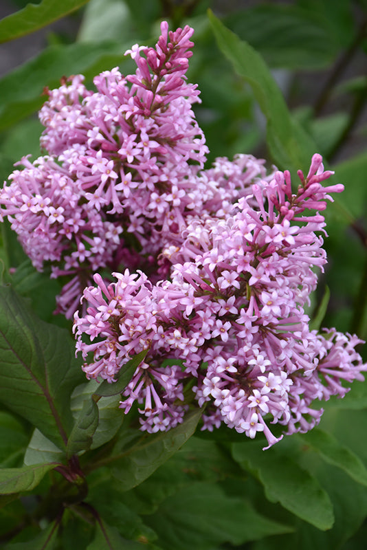 James MacFarlane Lilac flowers