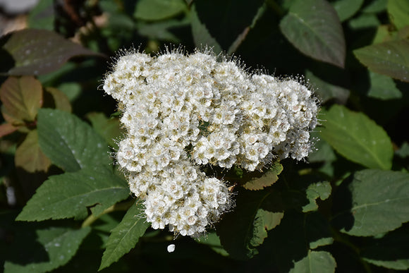 Double Play® Blue Kazoo® Spirea flowers