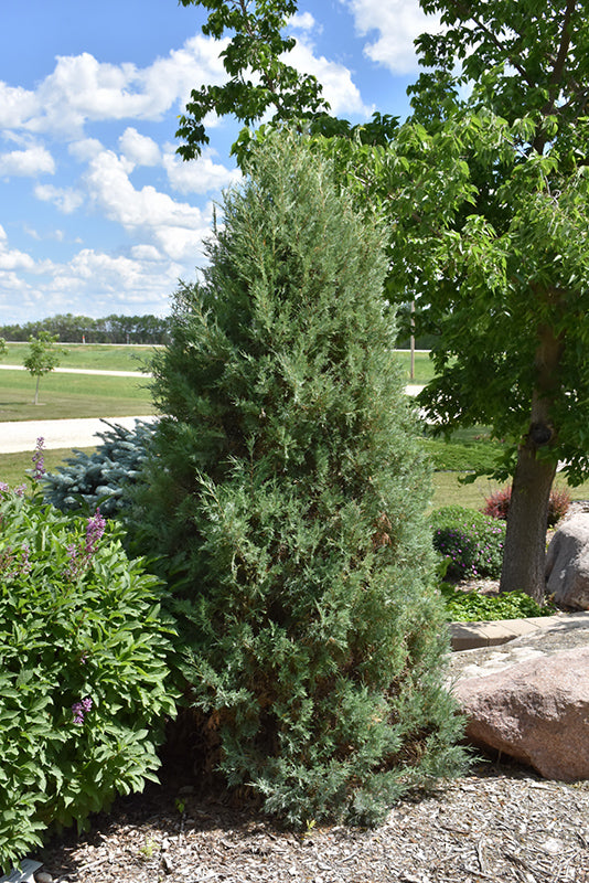 Medora Juniper