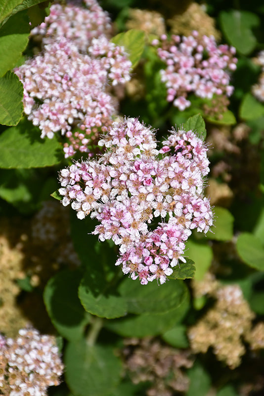 Pink Sparkler™ Spirea flowers