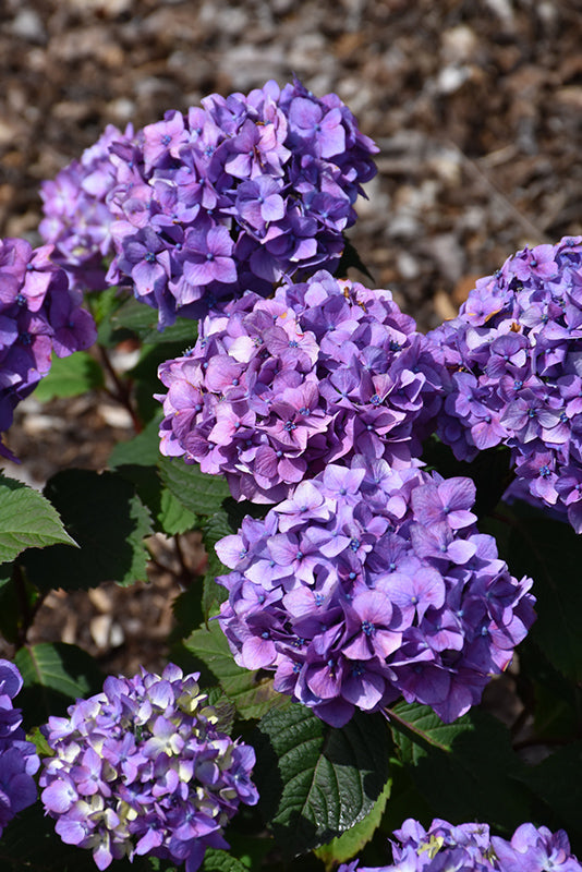 Bloomstruck® Hydrangea flowers