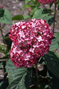 Invincibelle&reg; Ruby Hydrangea flowers