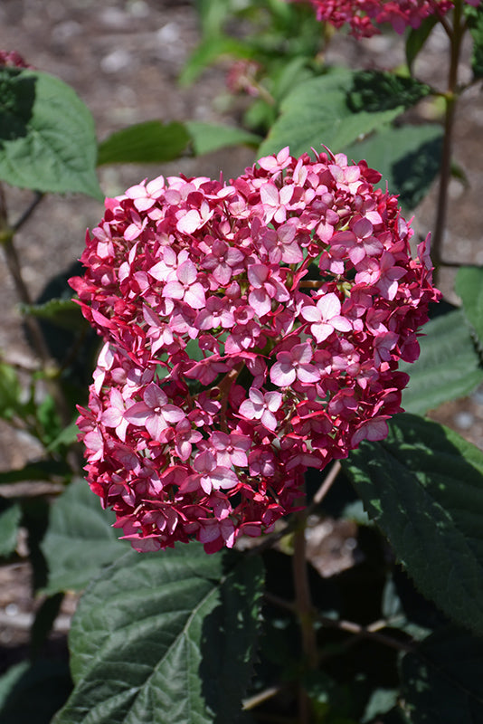 Invincibelle® Ruby Hydrangea flowers