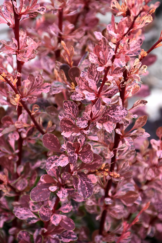 Rose Glow Japanese Barberry foliage