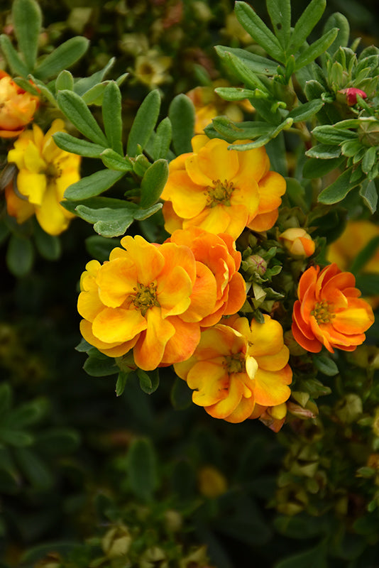 Marmalade® Potentilla flowers