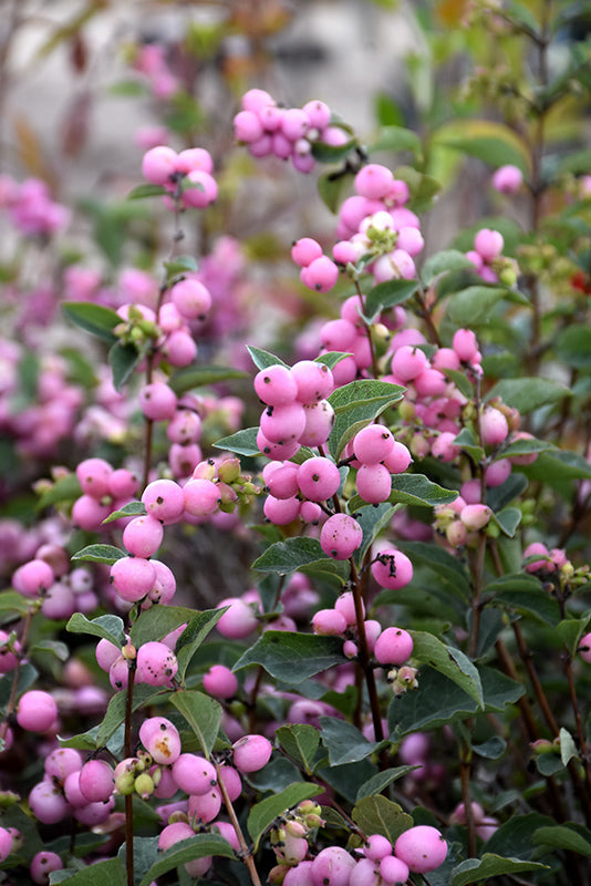 Candy™ Coralberry fruit