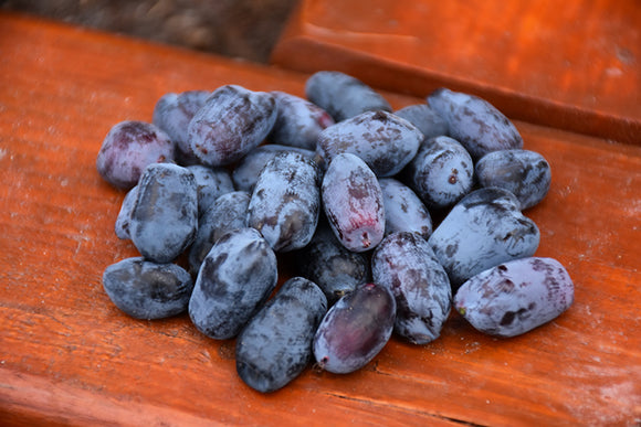 Boreal Blizzard Honeyberry fruit